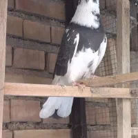 کبوتر یا کفتر