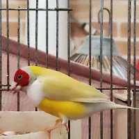 جفت فنچ گلدین|پرنده|باوی, |دیوار