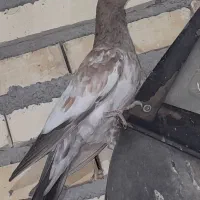 کله ای برنجی|پرنده|خرمشهر, |دیوار