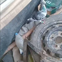 کبوتر پلاکی