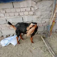 گوسفند|حیوانات مزرعه|ایرانشهر, |دیوار