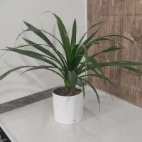 گل پاندانوس