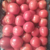 گوجه سشمه برای رب
