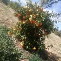 نهالستان مرکبات صاحب الزمان(ع)