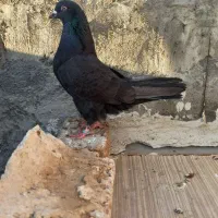 دو عدد کبوتر طوقی اوچان اویناق