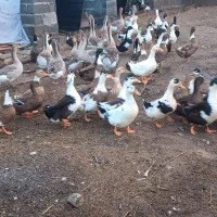 اردک|حیوانات مزرعه|رشت, لاکان|دیوار