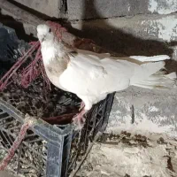 طوقی نامبر|پرنده|لالجین, |دیوار