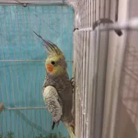 عروس هلندی جفت|پرنده|مشهد, زمرد|دیوار