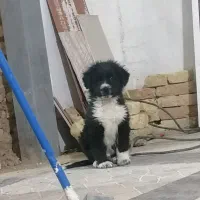 توله قدرجونی|سگ|مسجد سلیمان, |دیوار