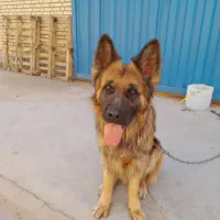 سگ ژرمن