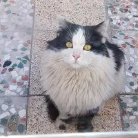 گربه خونگی ونیمه دستی|گربه|لنجان, |دیوار