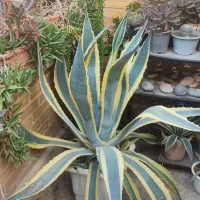 گل آگاو|گل و گیاه طبیعی|فولادشهر, A2|دیوار