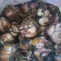 انواع پیاز گل