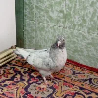 گرفتنی ساختمون بلند|پرنده|قم, حاج زینل|دیوار