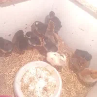 جوجه گلپایگان