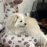 نژاد پام اسپیتز|سگ|یزد, |دیوار