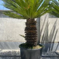 سیکاس