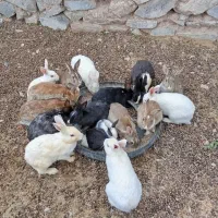 خرگوش فروشی