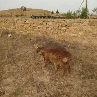 میش وبره ماده