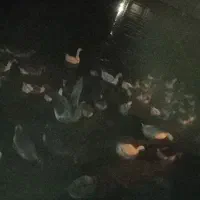 بهترین نژاد غاز محلی|حیوانات مزرعه|مشگین شهر, |دیوار