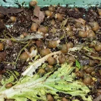 حلزون|خزنده|قروه, |دیوار