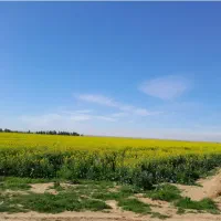 اجاره زمین