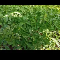 نشا گوجه فرنگی