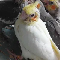 پرنده عروس گمشده|حیوانات|سبزوار, توحیدشهر|دیوار