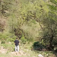 چمن زنی