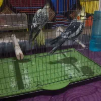 فروش عروس جفت و تک