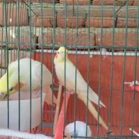 عروس هلندی مولد