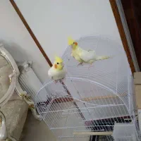 پرنده|پرنده|چمستان, |دیوار