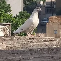 تکپر تهرانی ساعت بالا معاوضه با کفتر