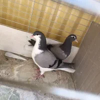 یه جفت کفتر مفلق دمگیر