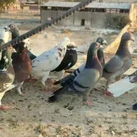 کفتر پلاکی دسته اولی روبوم|پرنده|سروستان, |دیوار