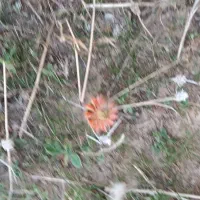 اجاره زمین کشاورزی داری آب برق وموتوراب