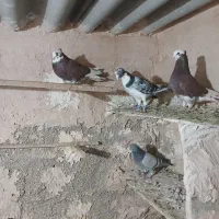 کفتر تهرانی شازده قرمز