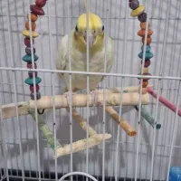 با سلام فروش عروس هلندی