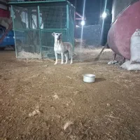 واگذاری سگ ماده سرابی 2 ساله.