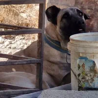 سگ سرابی|سگ|زرقان, |دیوار