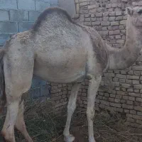 یک نفر شتر ماده آبستن سنگین