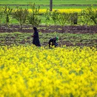 تا قبل از اینکه این آگهی رو ندیدی کلزا نکار