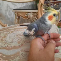 دو عدد عروس هلندی نر سخنگو و دستی همراه با وسایل|پرنده|تهران, پاسداران|دیوار