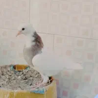 پیشم رفته
