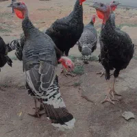 5عدد بوقلمون