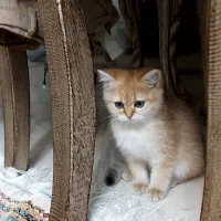 واگذاری گربه بریتیش