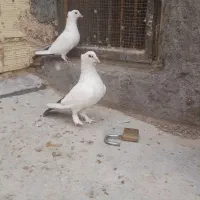 دم سیاه کلاهی و کوسه عتیقه|پرنده|کرمان, |دیوار