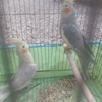 عروس هلندی  بالغ