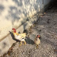 خروس محلی درشت سالم سرحال