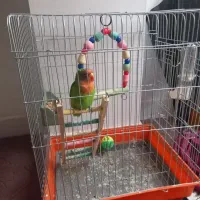 سرگرمی فراغت|پرنده|رشت, دروازه لاکان|دیوار